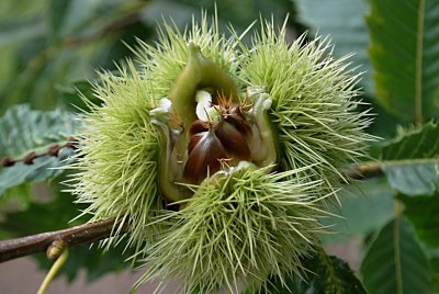 Castanea sativa 'Asplenifolia' - kaštanovník jedlý - rozpukaný plod